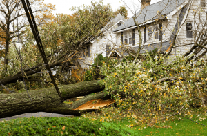 Trees knocked over by wind with downed power lines